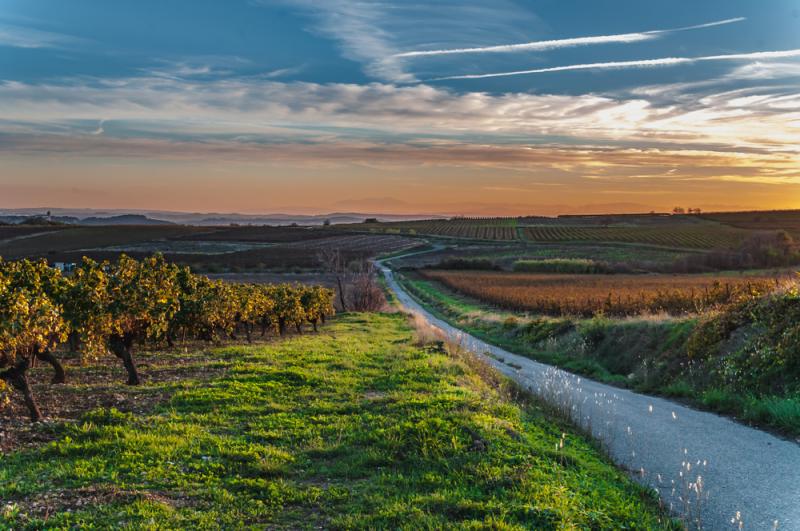 Die Weinregion Languedoc