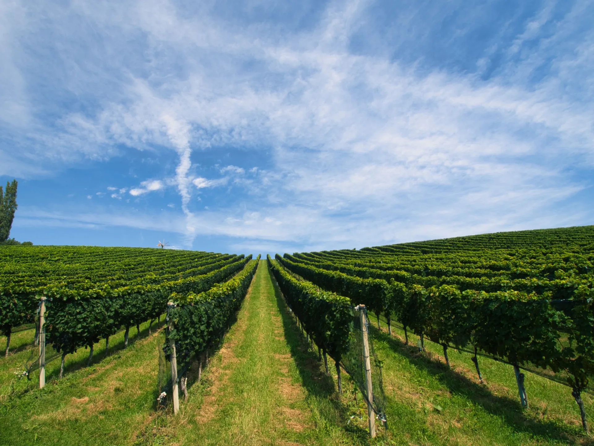 Weinberg mit Rebzeilen unter blauem Himmel